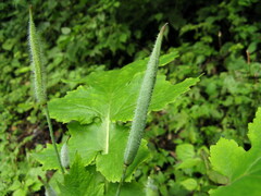 Stylophorum lasiocarpum