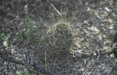 Hamatocactus setispinus