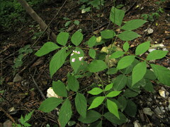 Hylodesmum