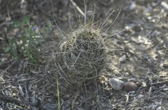 Hamatocactus setispinus