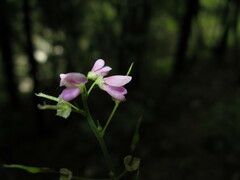 Hylodesmum