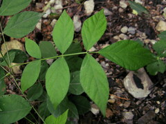 Hylodesmum