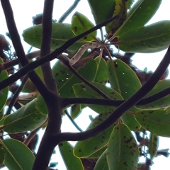 Phacidiopycnis washingtonensis