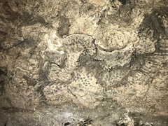 Bryozoa