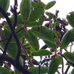 Phacidiopycnis washingtonensis