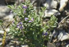 Hebecarpa punctata