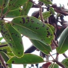 Phacidiopycnis washingtonensis
