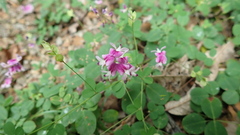 Lespedeza repens