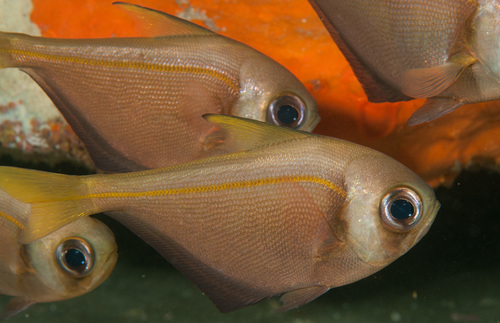 Smallscale bullseye (Pempheris compressa) — Pempheridae