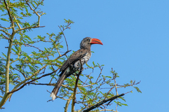 Lophoceros alboterminatus