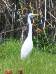 Ardea intermedia brachyrhyncha