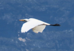 Ardea intermedia brachyrhyncha