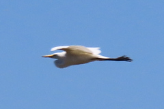 Ardea intermedia brachyrhyncha