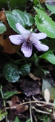 Geranium seemannii