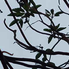 Phacidiopycnis washingtonensis