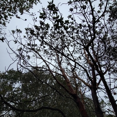 Phacidiopycnis washingtonensis