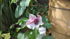Datura metel