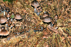 Mycena stipata