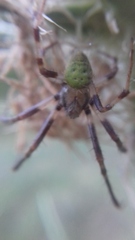 Araneus lathyrinus