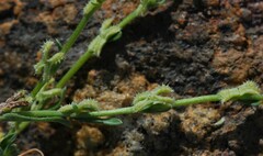 Pectocarya linearis ferocula