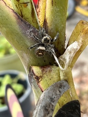 Phidippus regius