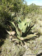 Agave scaposa