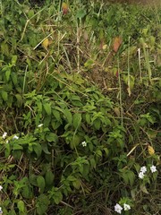 Lantana trifolia