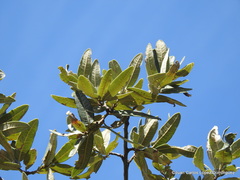 Quercus microphylla