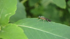 Merosargus caeruleifrons