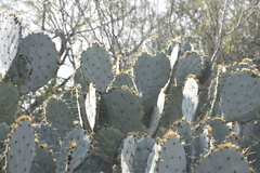 Opuntia cacanapa