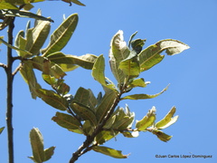 Quercus microphylla