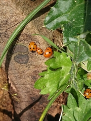 Coccinella undecimpunctata