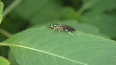 Merosargus caeruleifrons