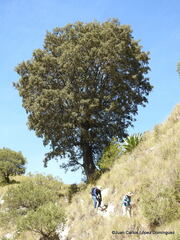Quercus microphylla
