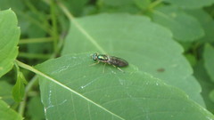 Merosargus caeruleifrons