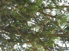 Juniperus deppeana