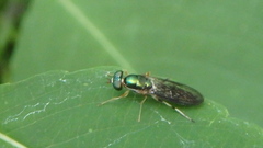 Merosargus caeruleifrons