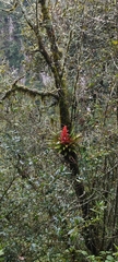 Tillandsia imperialis