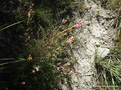 Lamourouxia dasyantha