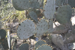 Opuntia cacanapa