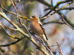 Fringilla coelebs