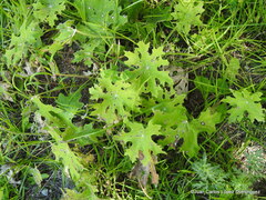 Psacalium peltatum