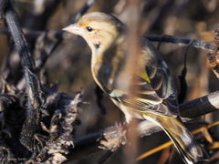 Fringilla coelebs