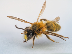 Andrena truncatilabris