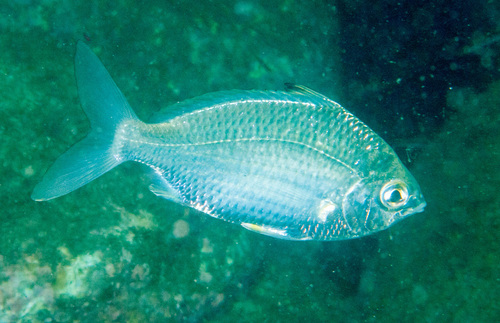 Common silver belly (Gerres subfasciatus) — Gerreidae — 4