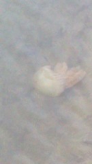 Catostylus tagi