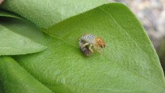 Popillia japonica
