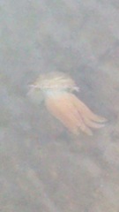 Catostylus tagi