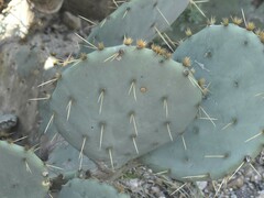 Opuntia cacanapa