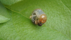 Popillia japonica